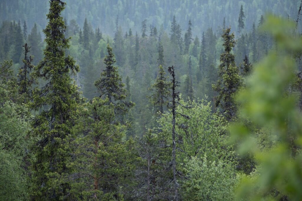 Havupuumaisema.