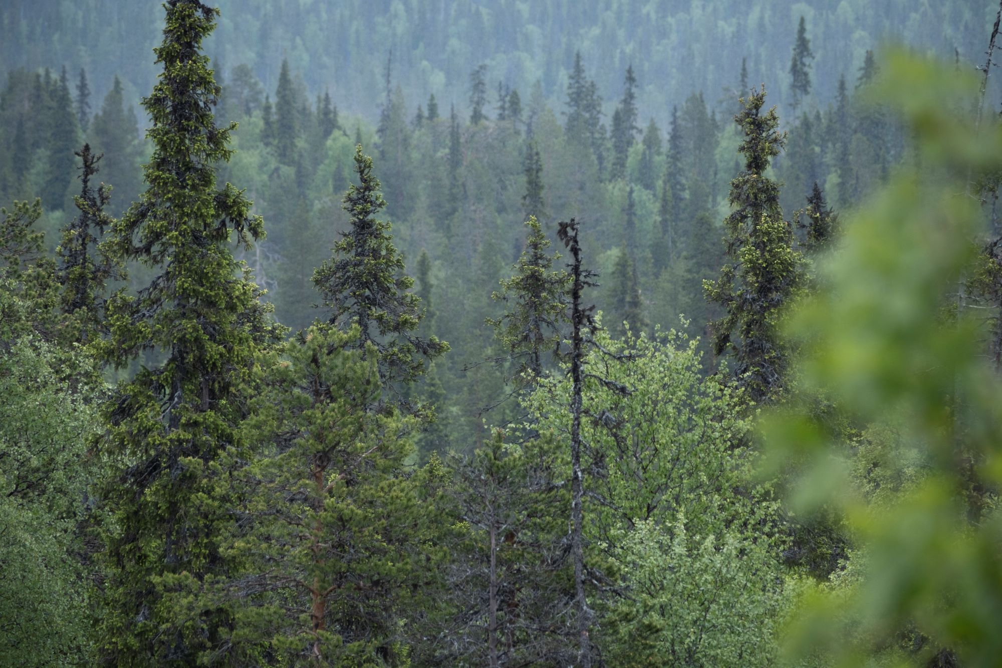 Näyttökilpailut